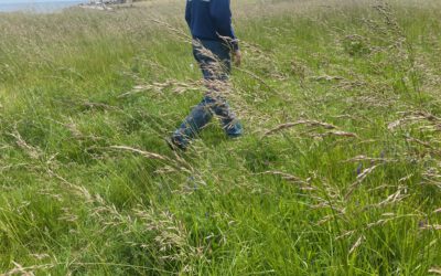 Brev till styrelsen: Frågor kring trädplantering och blomsteräng