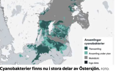 Håll koll: Algblomning på gång