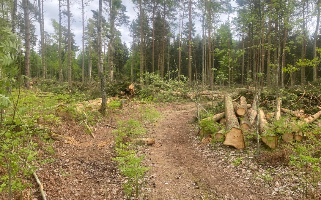 Avverkat i skogen bakom stenmuren